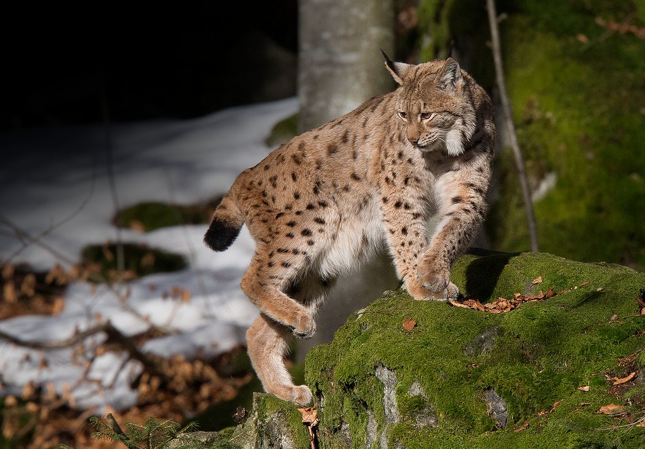 vom luchs....