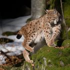 vom luchs....