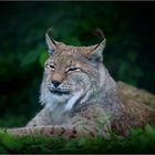 vom luchs...