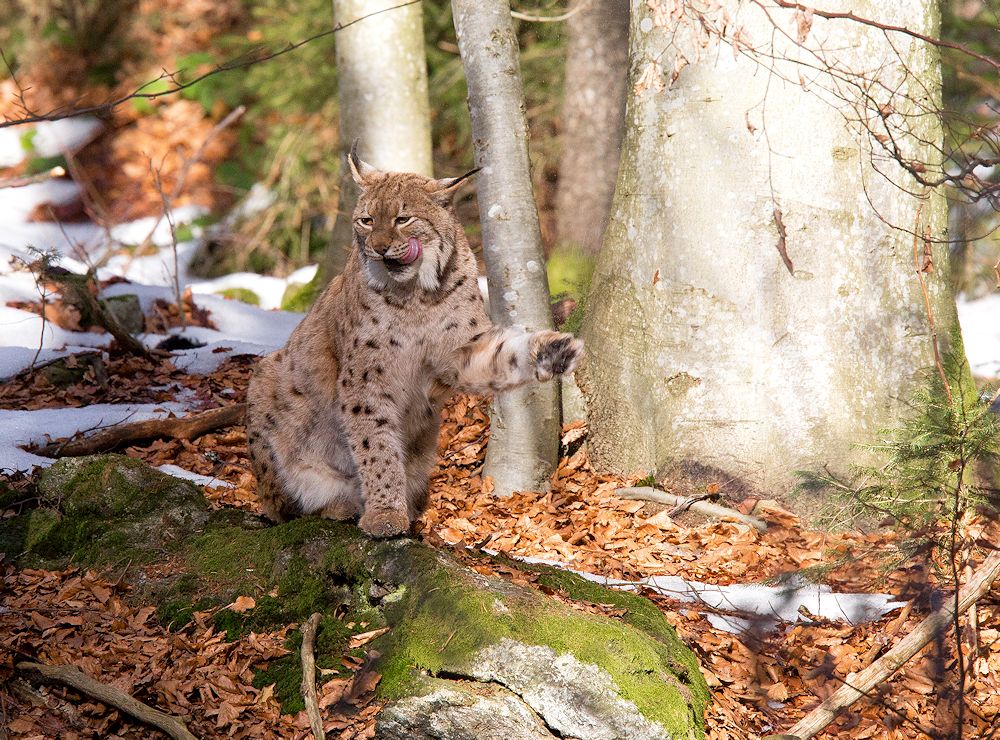 vom luchs...