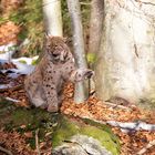 vom luchs...