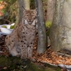 vom luchs...