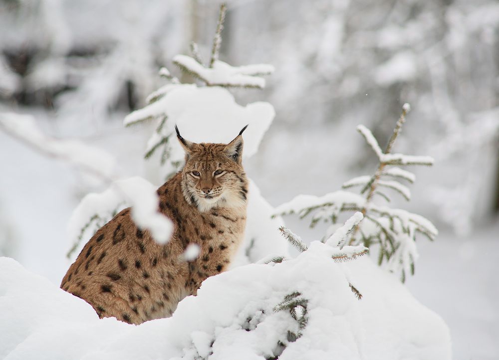 vom luchs im winter...