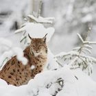 vom luchs im winter...