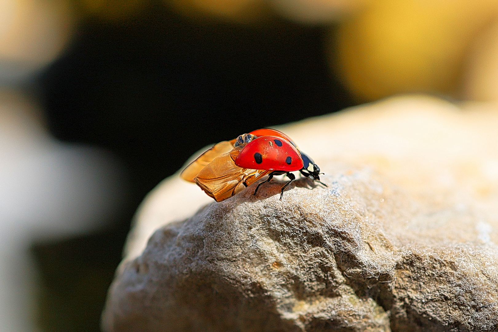 vom Marienkäfer der doch fliegen wollte