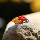 vom Marienkäfer der doch fliegen wollte