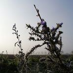 vom Mikrokosmos in den planetaren Morgen ausblickend