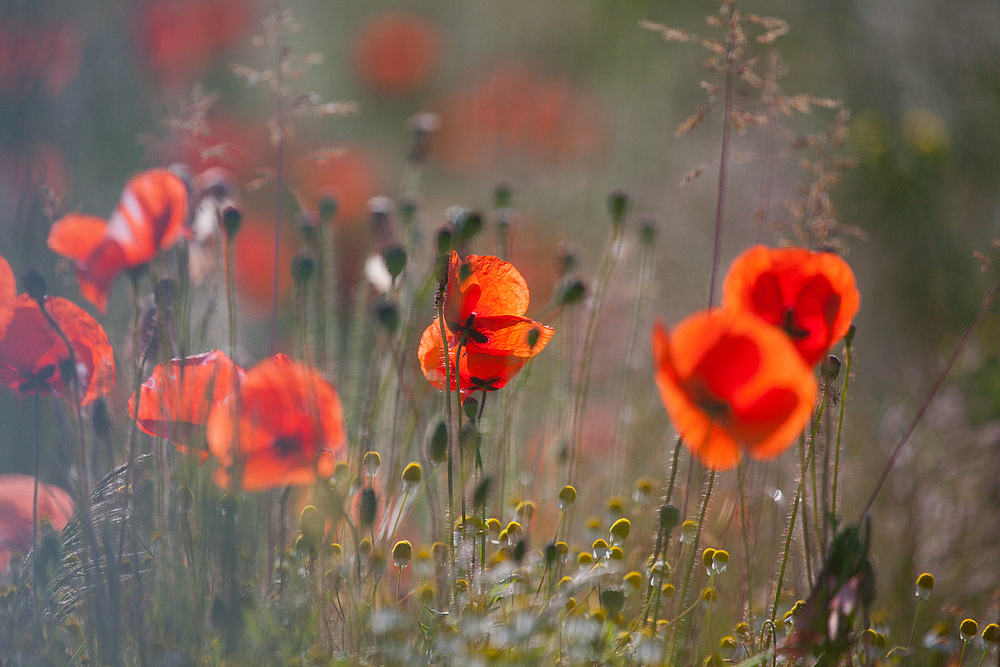 vom mohn...