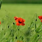 vom mohn...