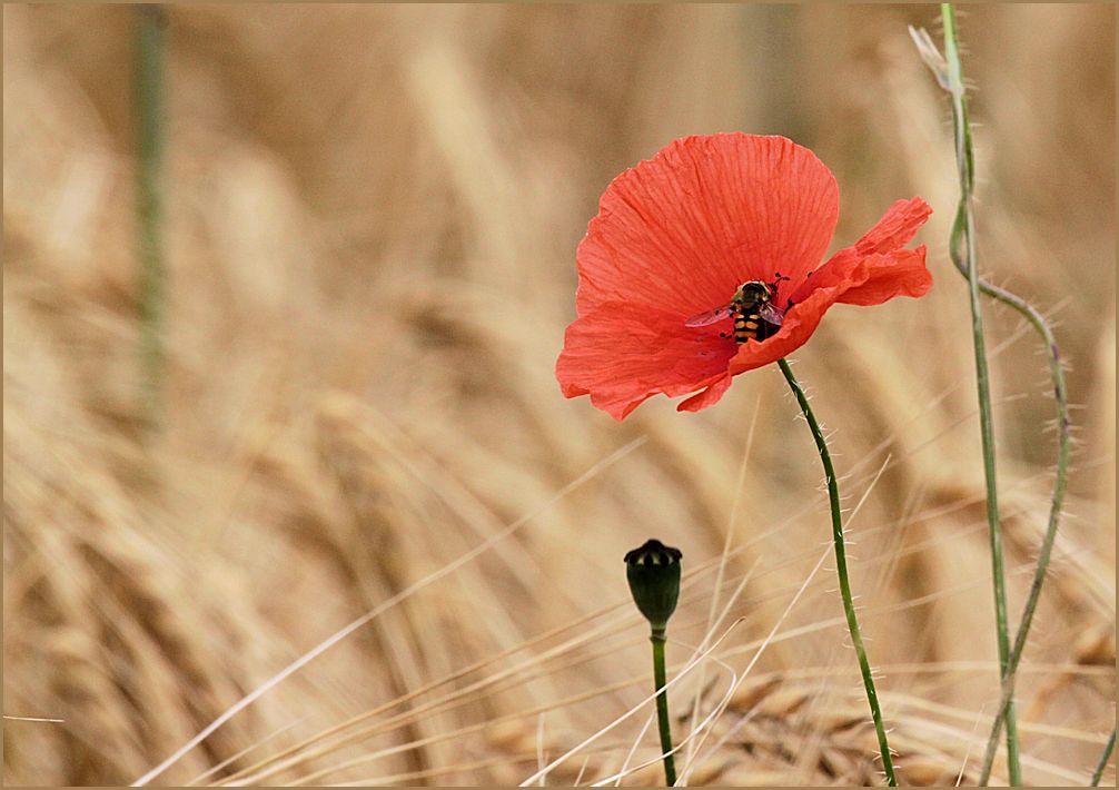 vom mohn...