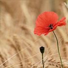 vom mohn...