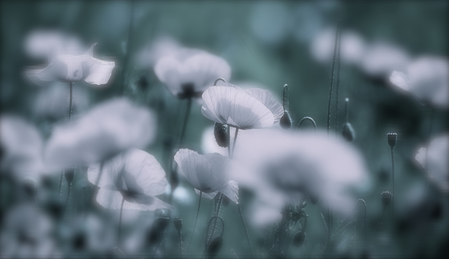 vom Mohn...