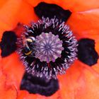 Vom Mohn berauscht