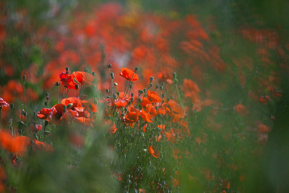 vom mohn...