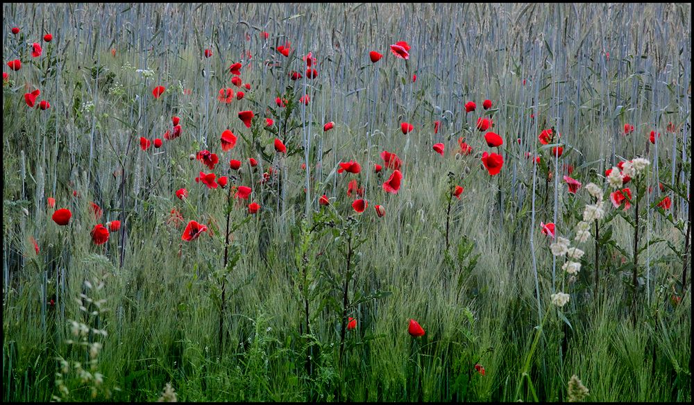 vom mohn im felde...