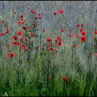 vom mohn im felde...