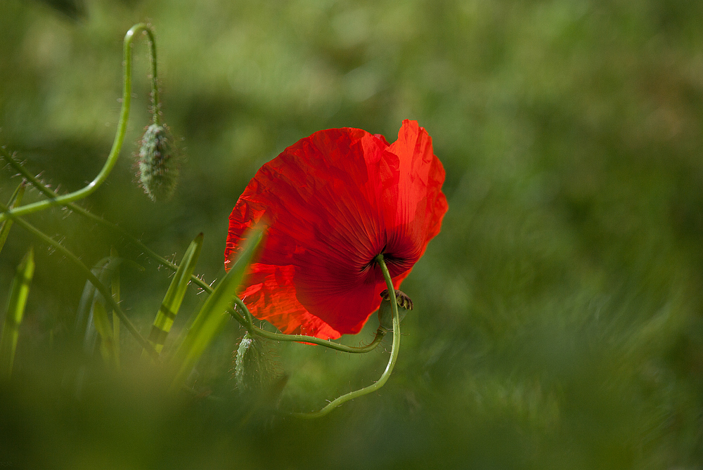 vom mohn in meinem garten...