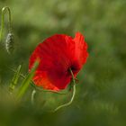 vom mohn in meinem garten...