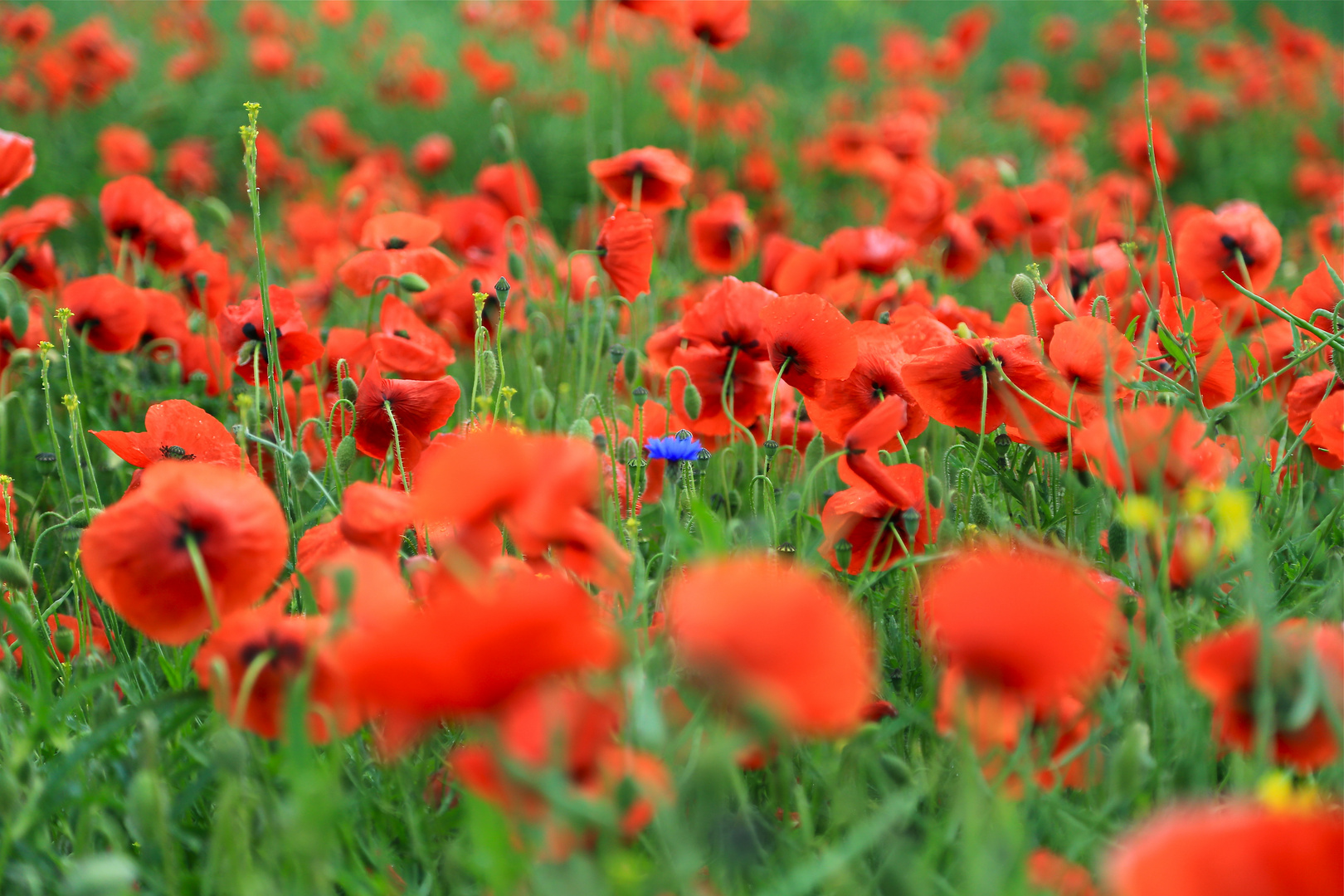 ..vom Mohn umzingelt