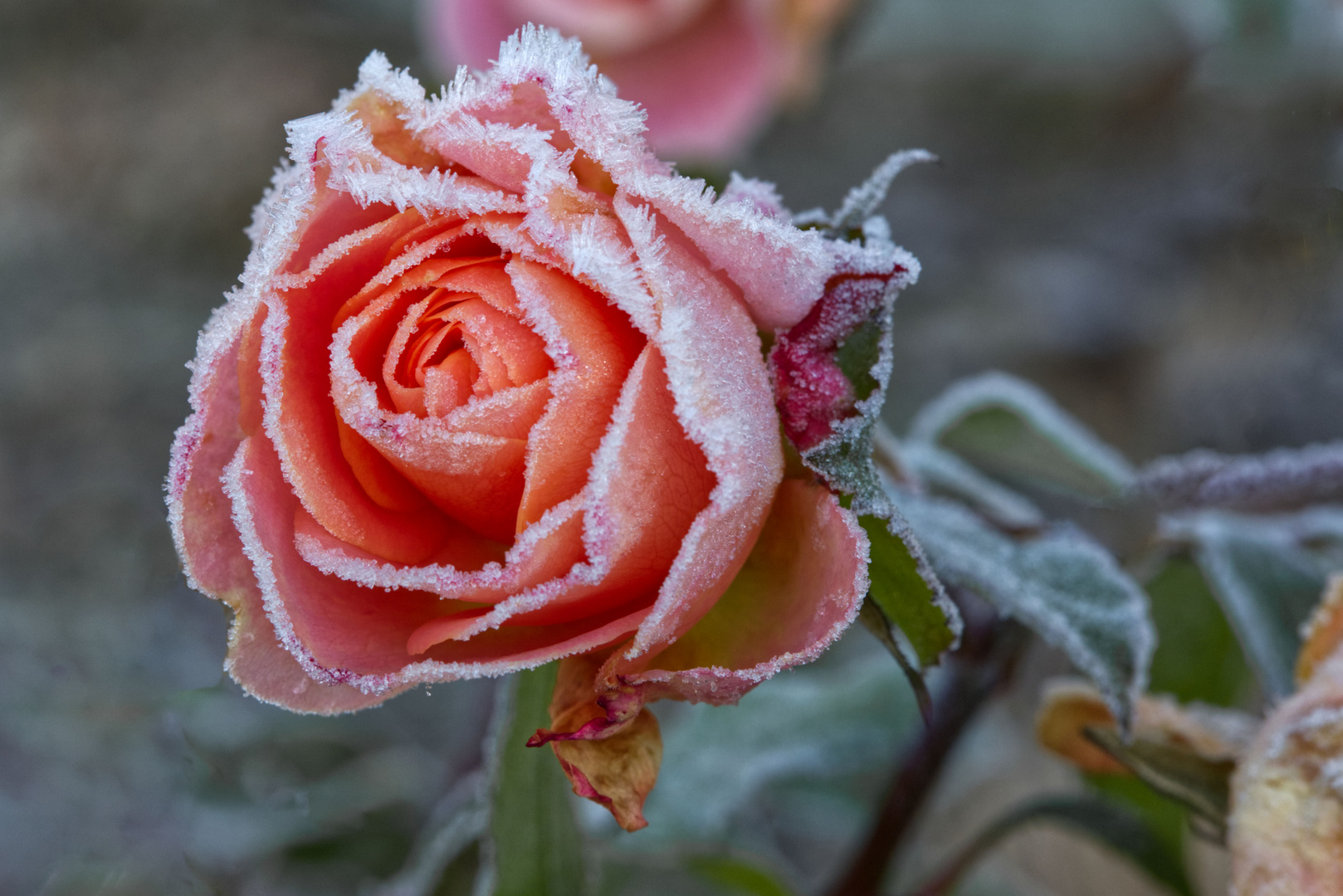 Vom Nachtfrost geeiste Rose 