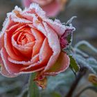 Vom Nachtfrost geeiste Rose 