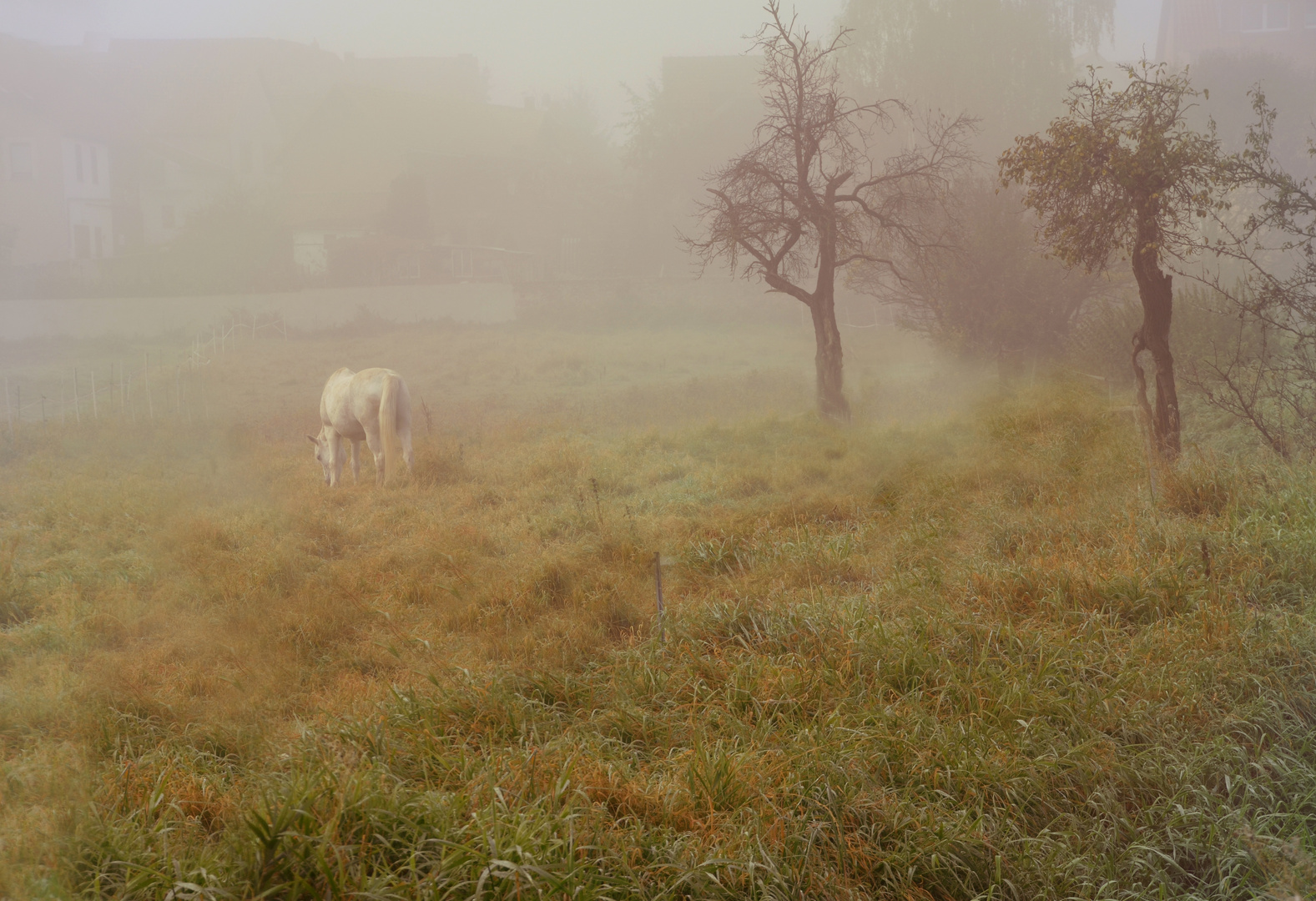 vom Nebel .....