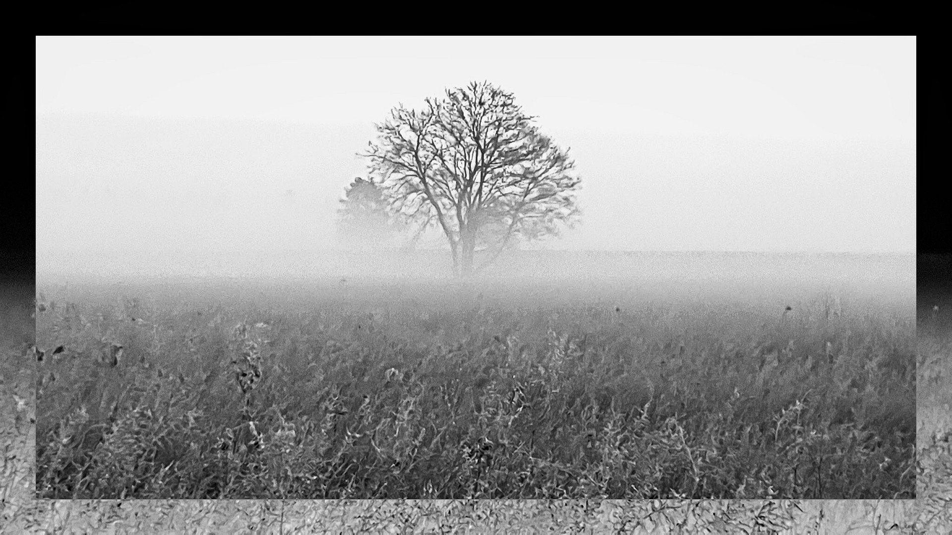 Vom Nebel geküsst bnw