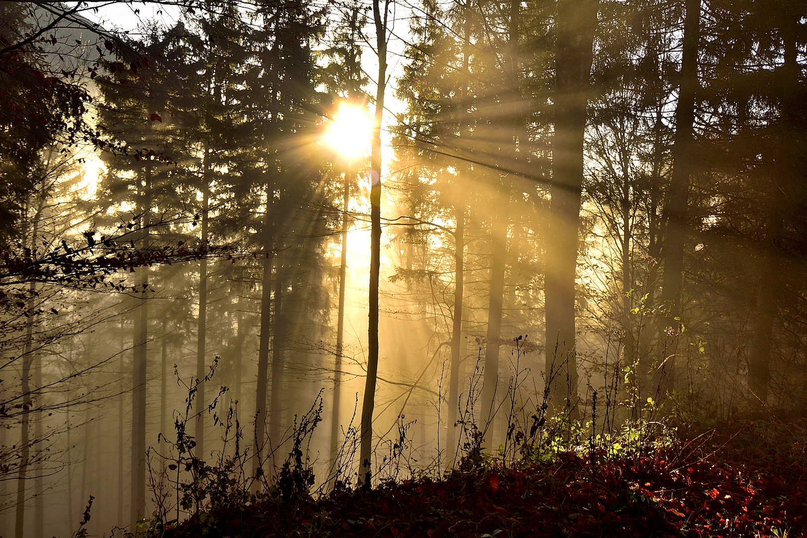 vom Nebel in den Wald