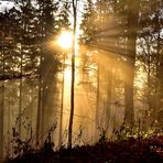 vom Nebel in den Wald