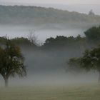 Vom Nebel verschleierter Herbstwald