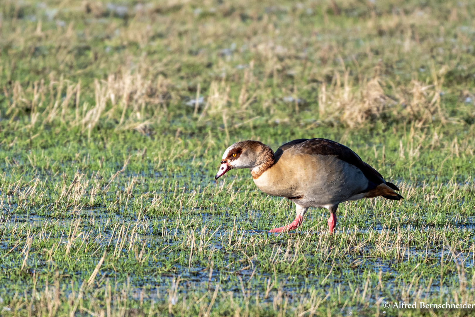 Vom Nil zu Gast, die Nilgans