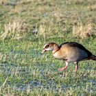 Vom Nil zu Gast, die Nilgans