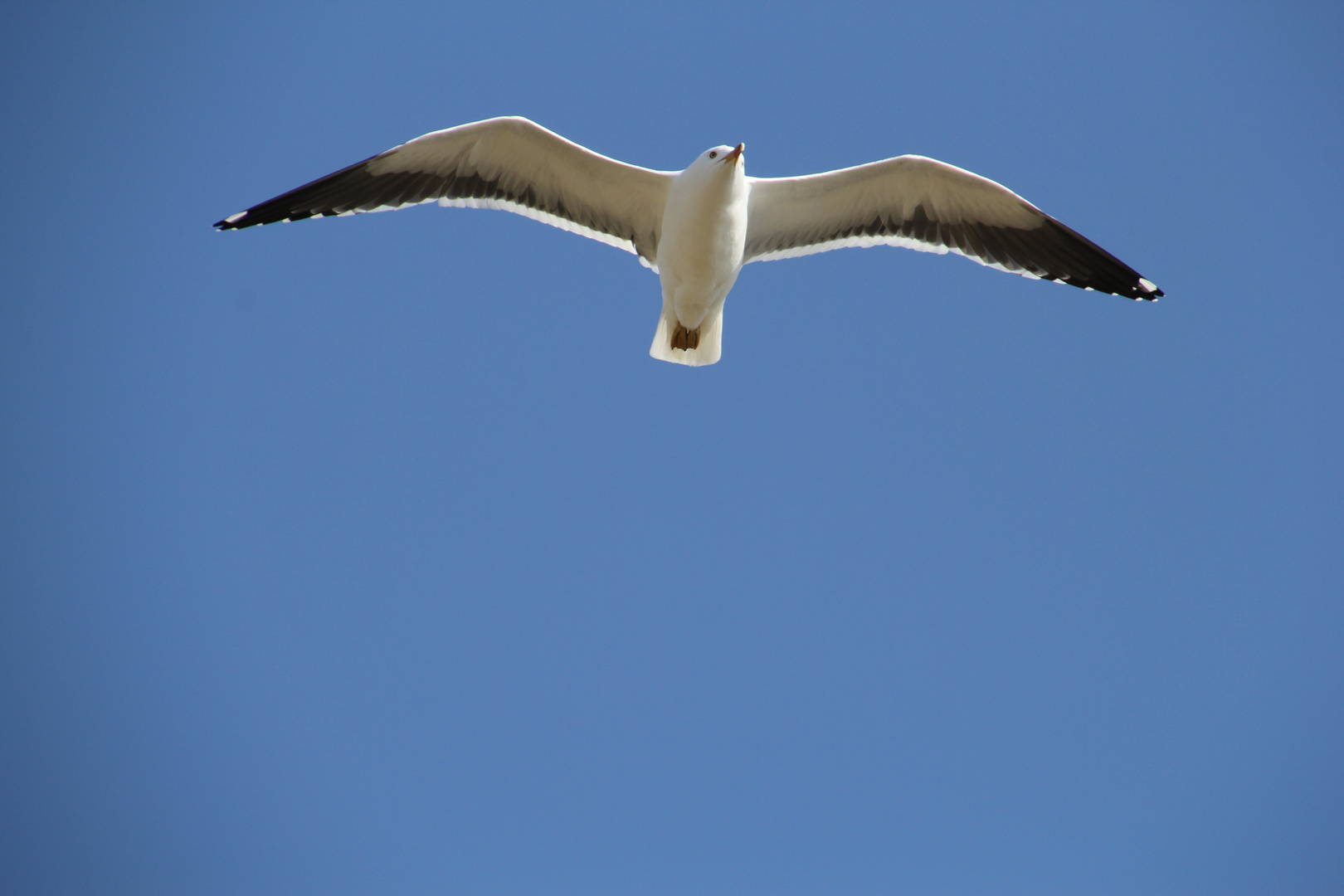 Vom Nordsee-Wind getragen