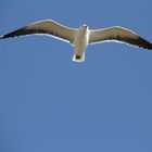 Vom Nordsee-Wind getragen