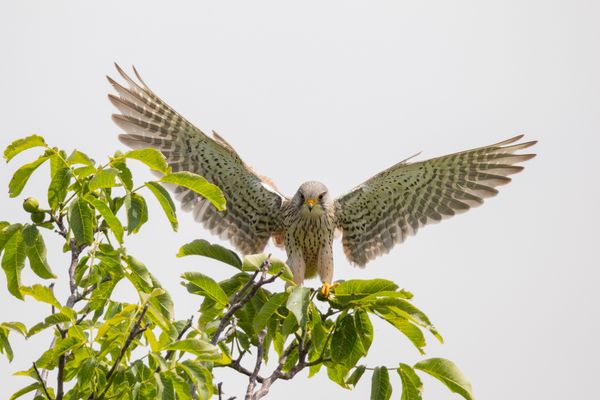 vom Nussbaum habe ich eine bessere Aussicht