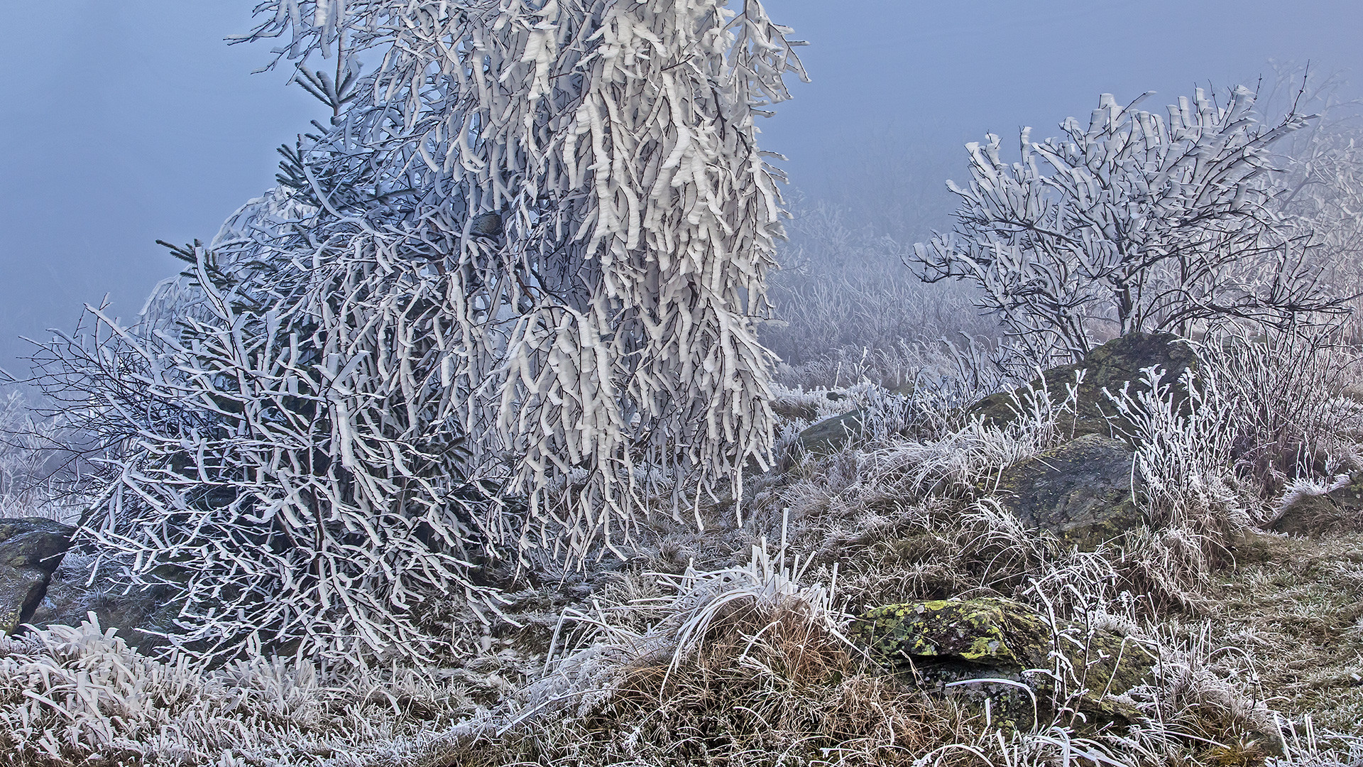 VOM ODEM GOTTES KOMMT FROST