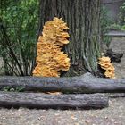 Vom Pilz befallen