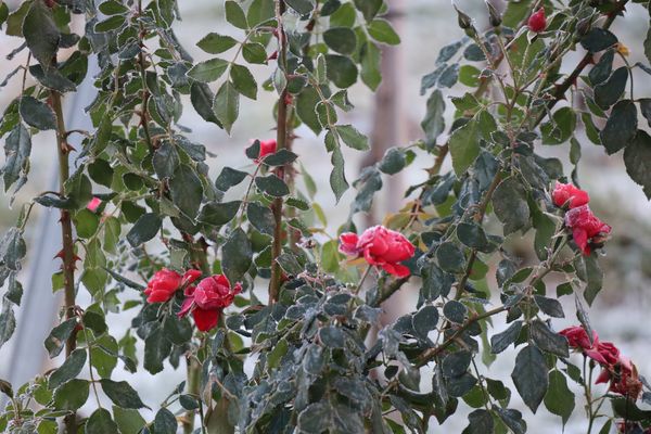 vom Rauhreif sanft geküsst ....