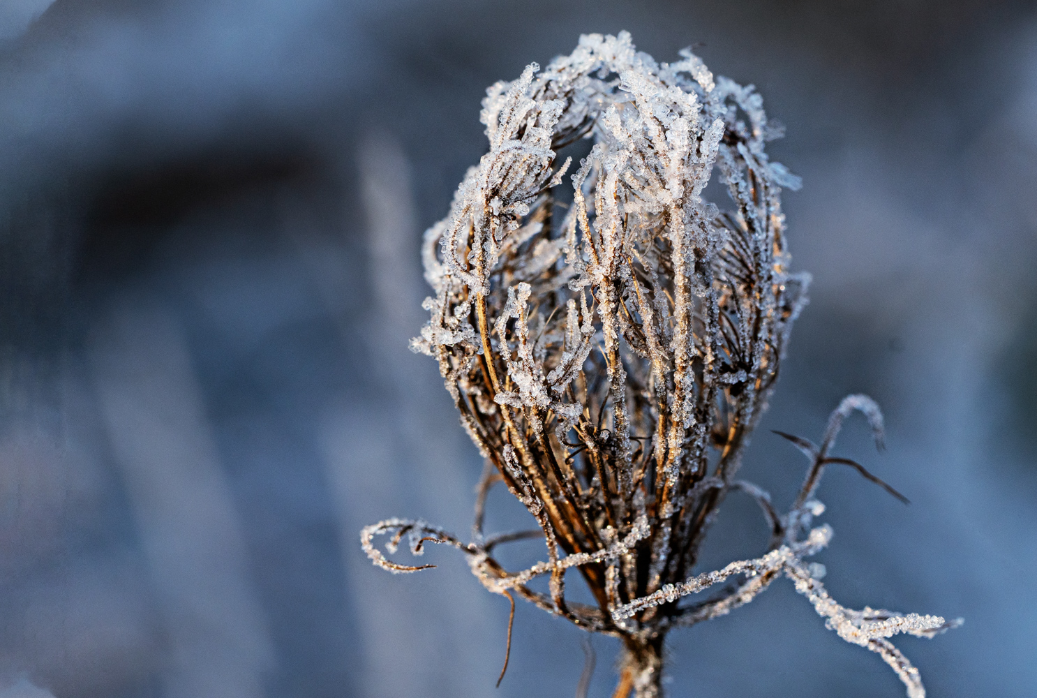 Vom Raureif überzogen Foto &amp; Bild | jahreszeiten, winter, projekte