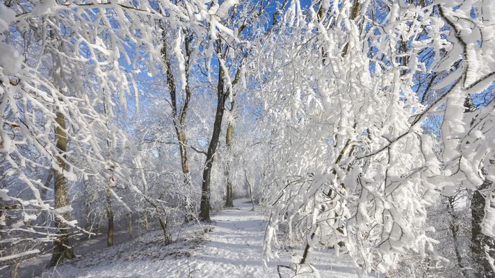 Vom Raureif verzaubert  ...