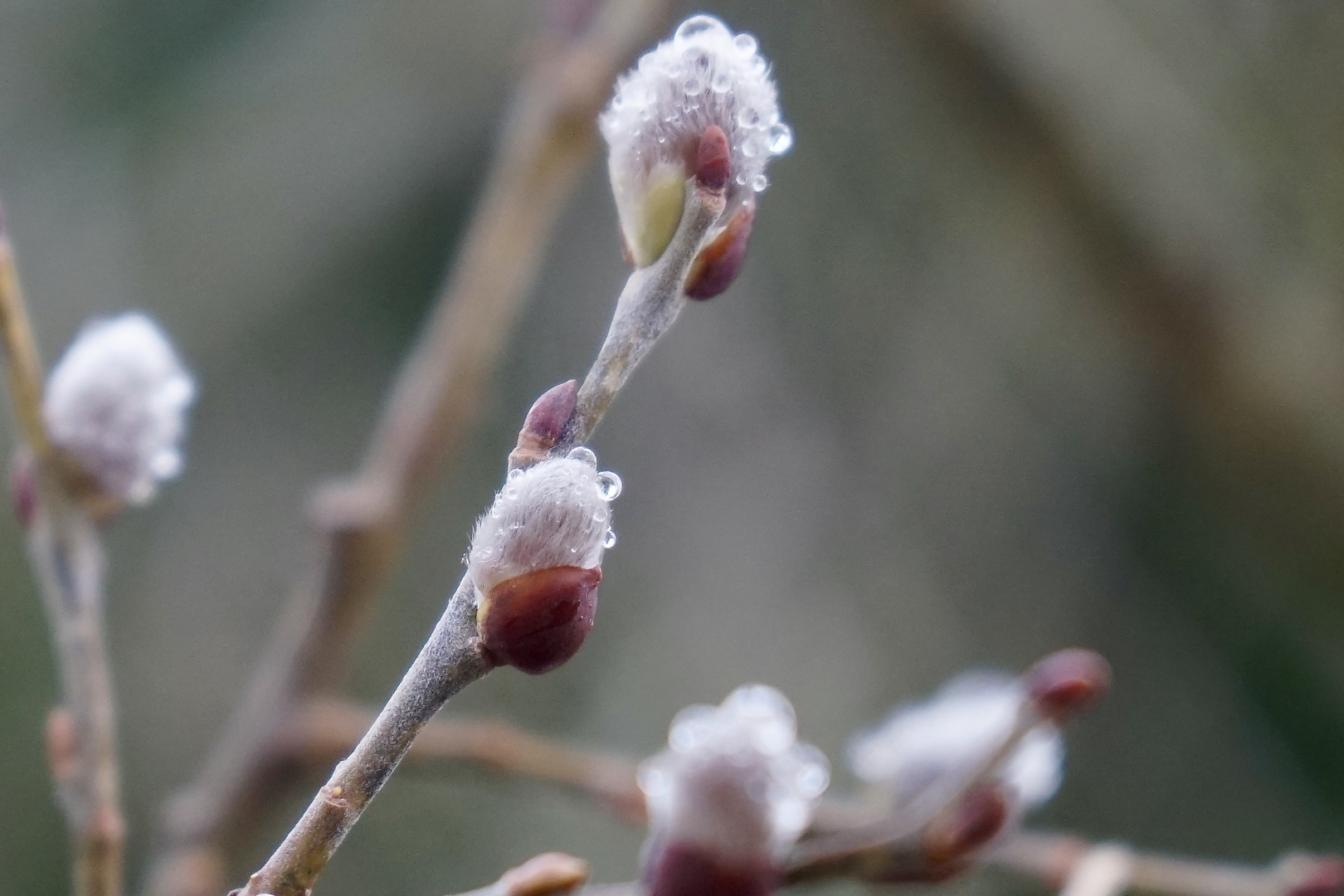 ...vom Regen benetzt...