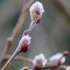 ...vom Regen benetzt...