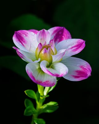 Vom Regen beschmückt.  