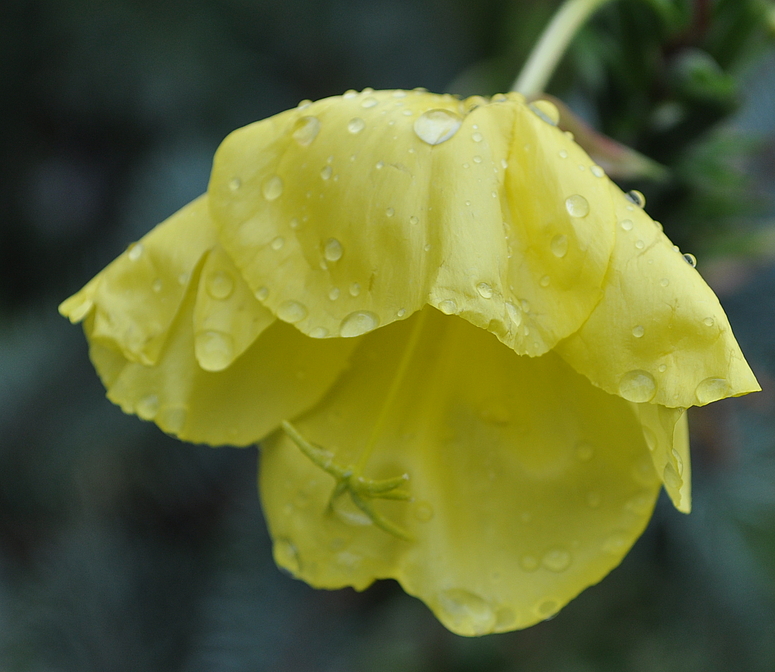 ....vom Regen erschlagen...