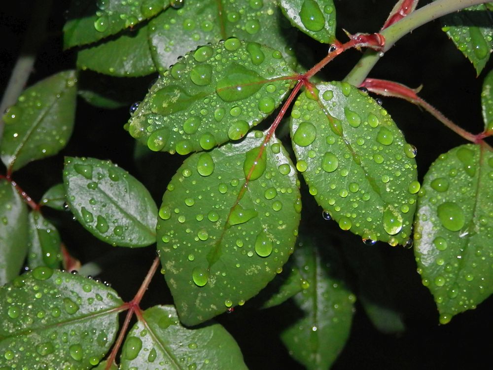 Vom Regen geküsst - Regentropfen auf Rosenblättern