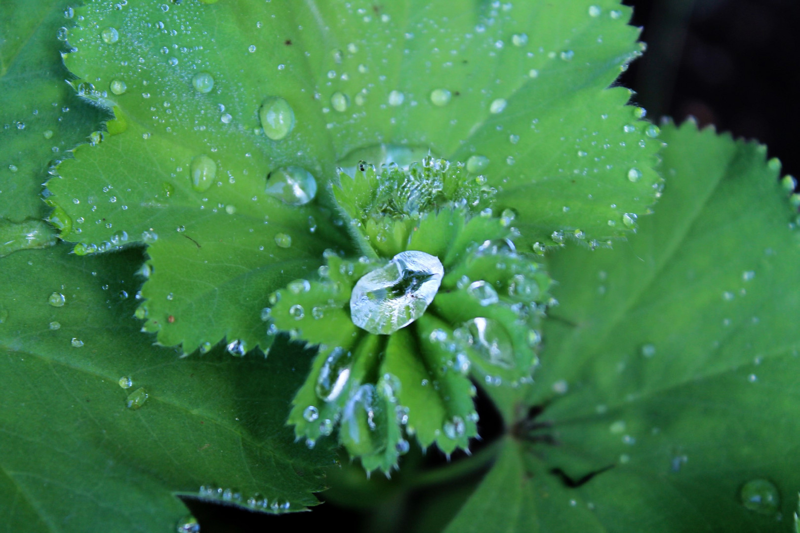 vom Regen gestreichelt