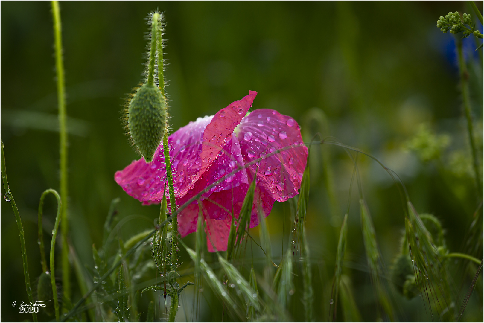 Vom Regen in die Knie gezwungen