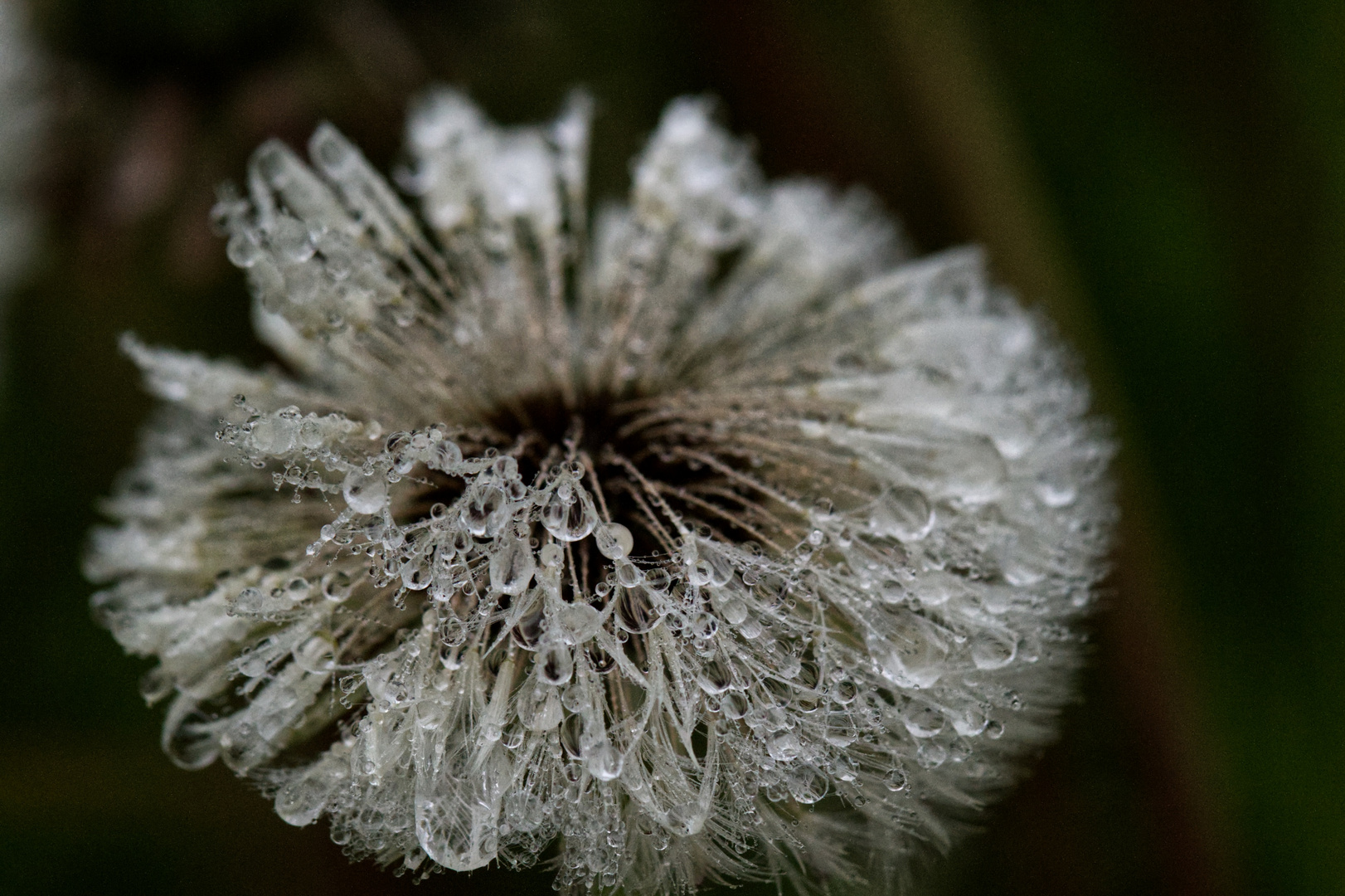 Vom Regen verwüstet / verschönt. Je nach Ansicht. 