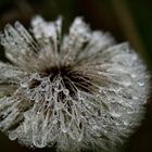 Vom Regen verwüstet / verschönt. Je nach Ansicht. 