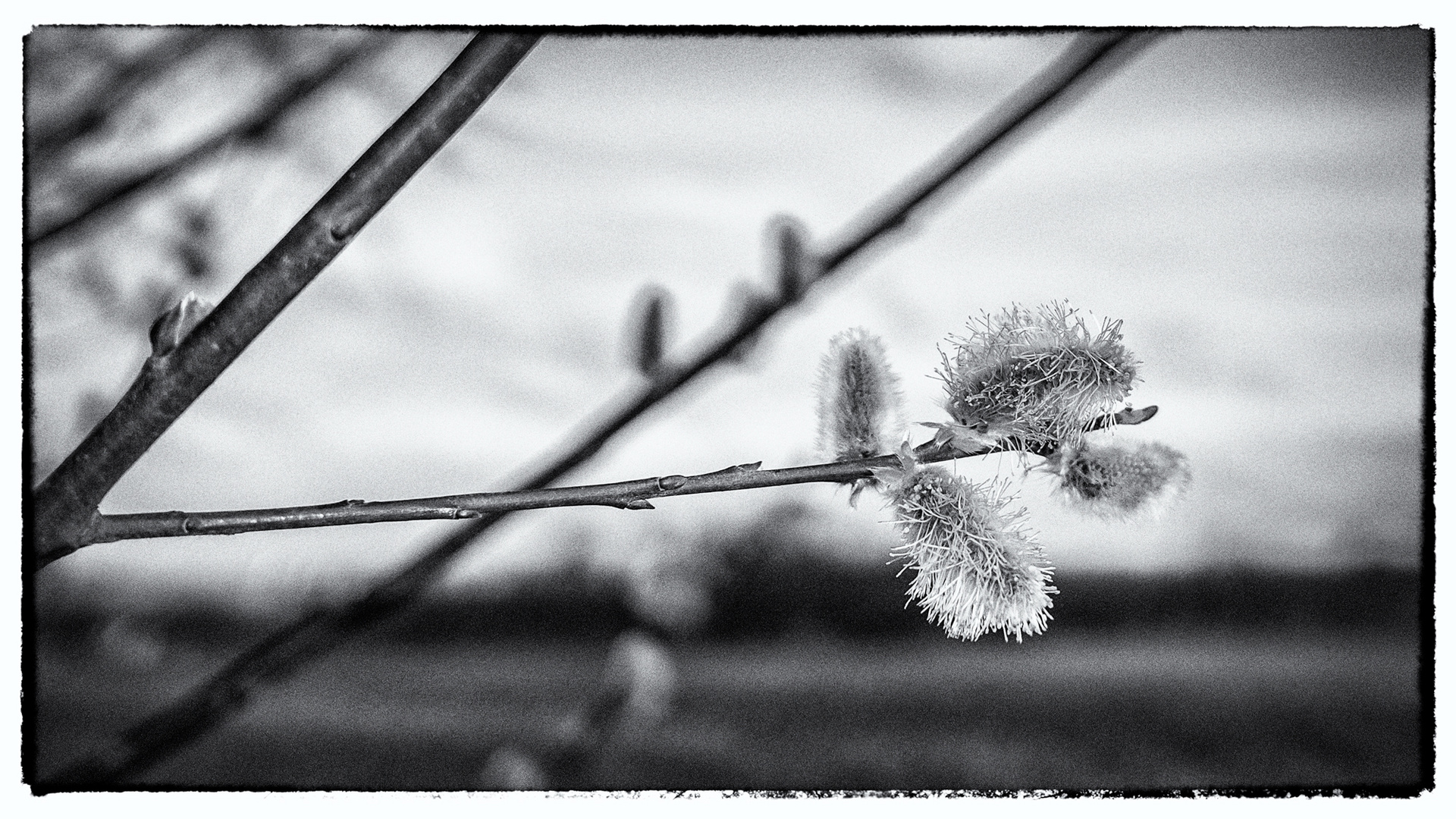 vom reiz der  pollen.